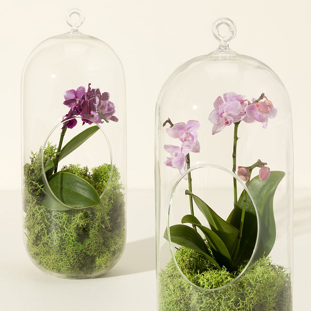1072-hanging-orchid-terrarium-1.jpg