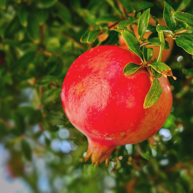 1402-sweet-pomegranate-fruit-tree-1.jpg