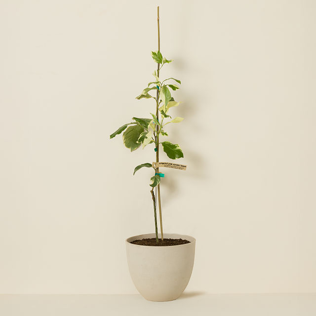 1681-pink-variegated-lemon-tree-1.jpg