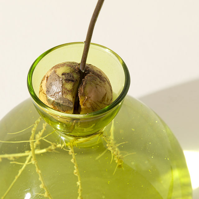 1811-avocado-vase-1.jpg