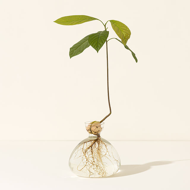 1811-avocado-vase-1.jpg