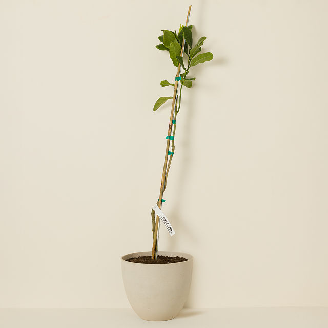 Buddha's Hand Tree