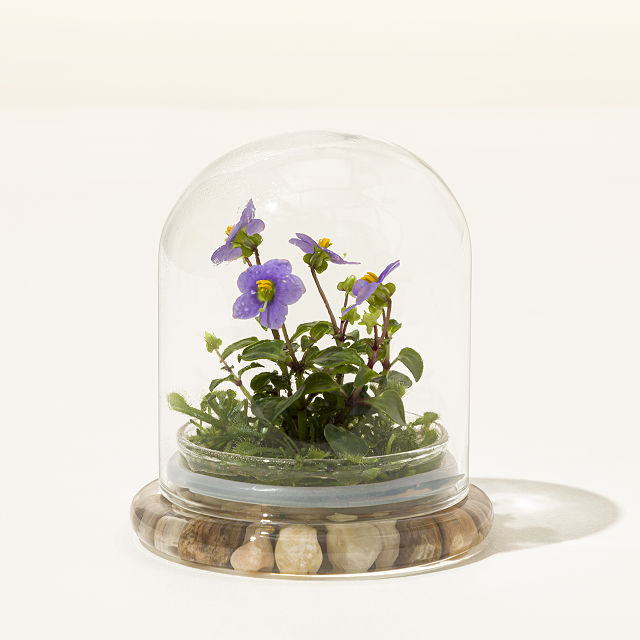 2005-fairytale-glass-encased-live-persian-violet-1.jpg