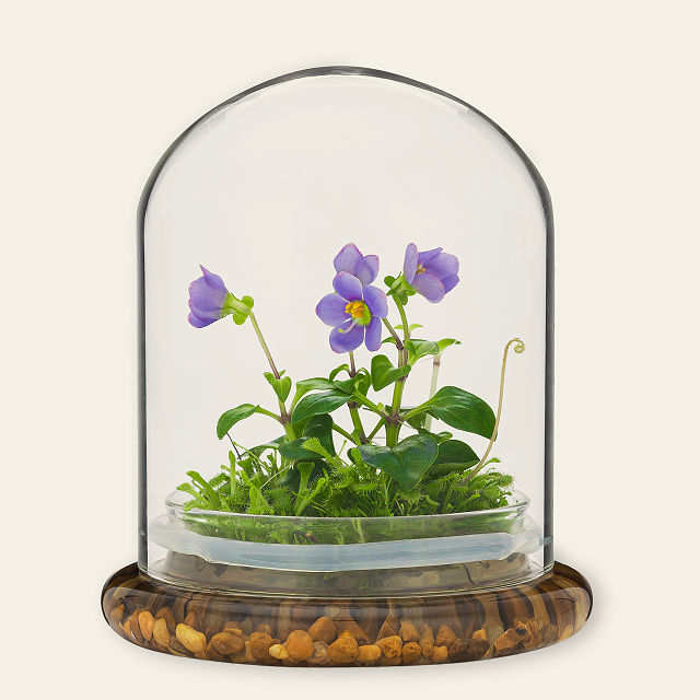 2005-fairytale-glass-encased-live-persian-violet-1.jpg
