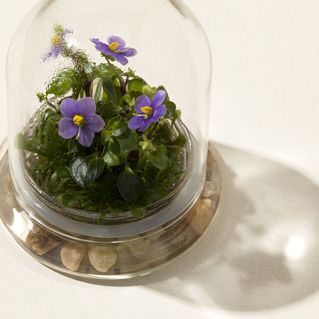 2005-fairytale-glass-encased-live-persian-violet-1.jpg