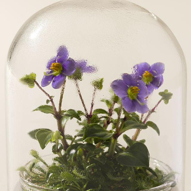 2005-fairytale-glass-encased-live-persian-violet-1.jpg