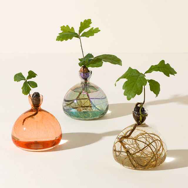 Acorn Vase