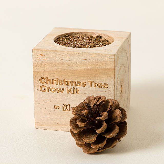 Mini Christmas Tree Grow Kit