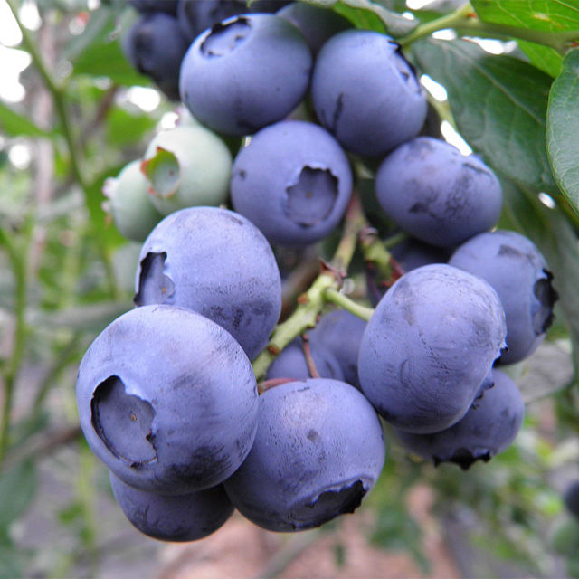 2420-snowchaser-blueberry-bush-1.jpg