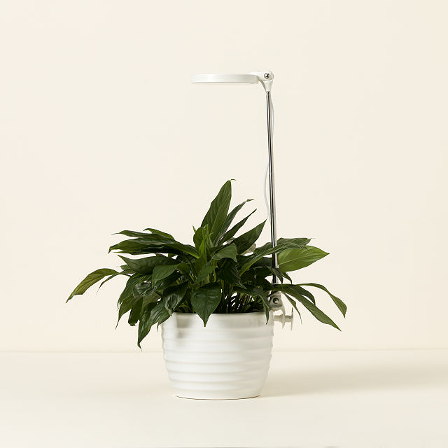 Adjustable Height Auto-Timed Grow Light