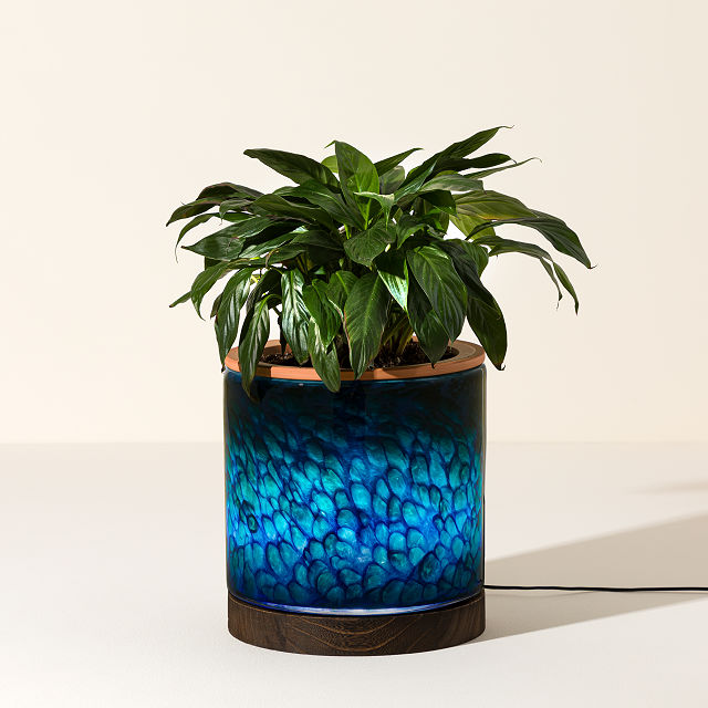 Self-Watering Lamp Planter
