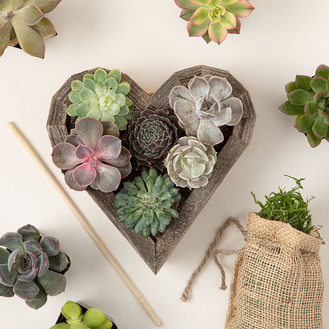 254-redwood-succulent-heart-kit-1.jpg