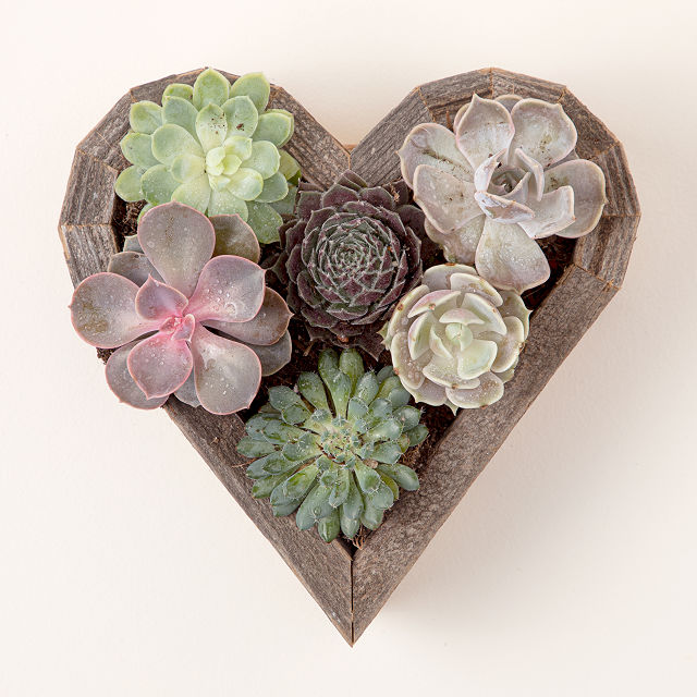 254-redwood-succulent-heart-kit-1.jpg