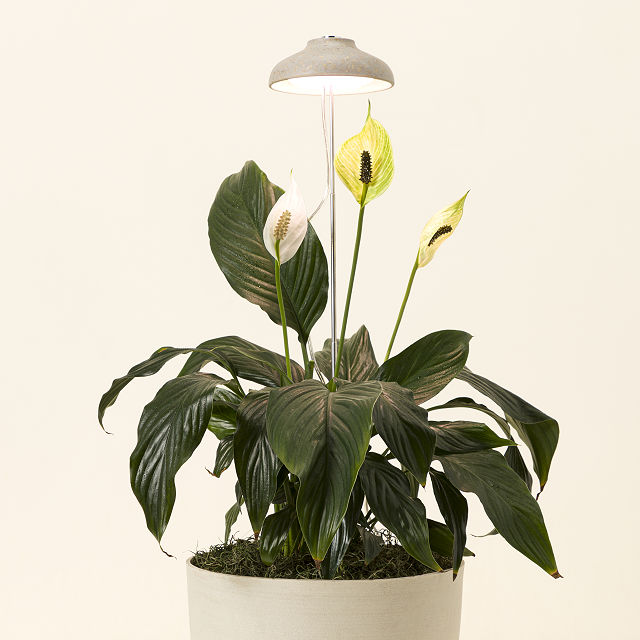 2566-instant-sun-houseplant-grow-lamp-1.jpg