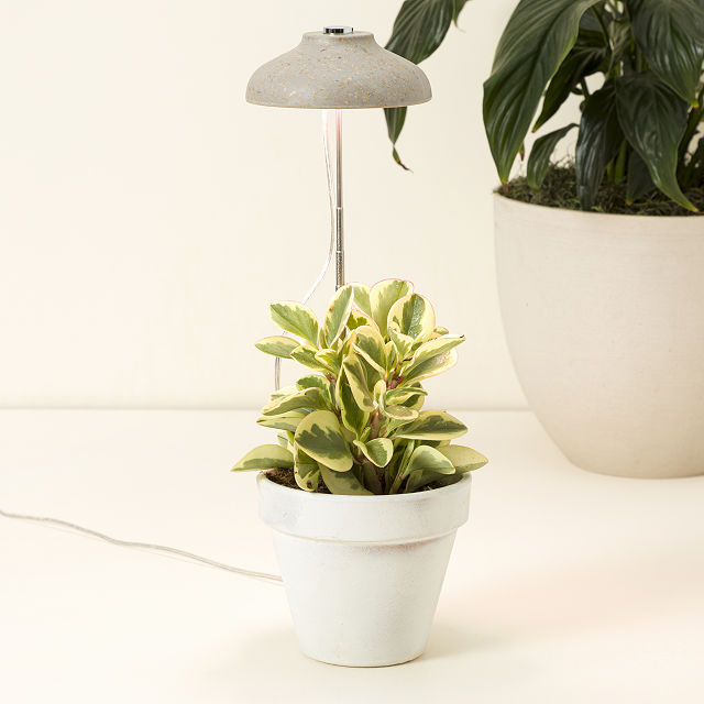 2566-instant-sun-houseplant-grow-lamp-1.jpg