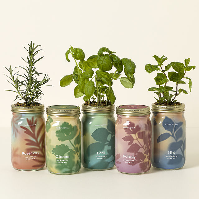 2632-mason-jar-indoor-herb-garden-1.jpg