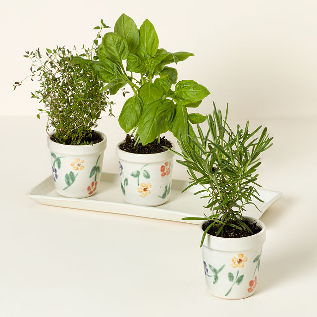 Ceramic Windowsill Herb Garden