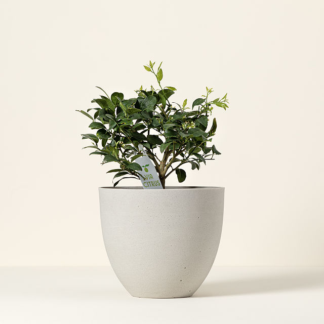 Grow Anywhere Key Lime Tree