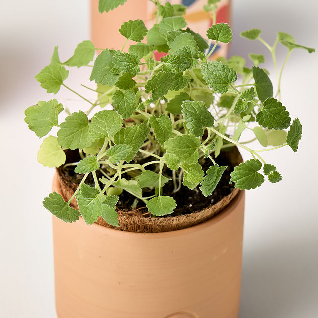 Catnip Terracotta Grow Kit