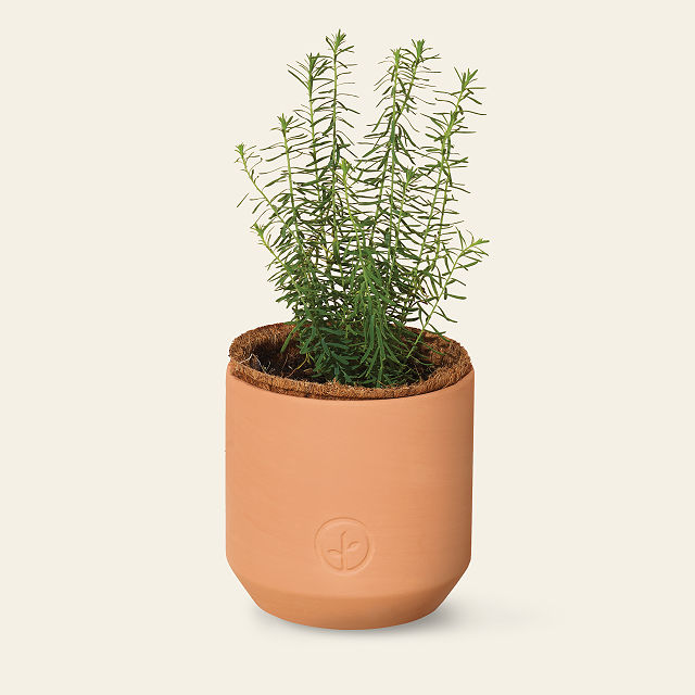 Champagne Poppies Terracotta Grow Kit