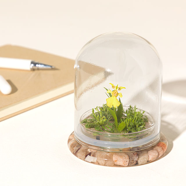 689-fairytale-glass-encased-live-orchid-1.jpg