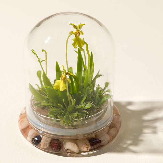 689-fairytale-glass-encased-live-orchid-1.jpg