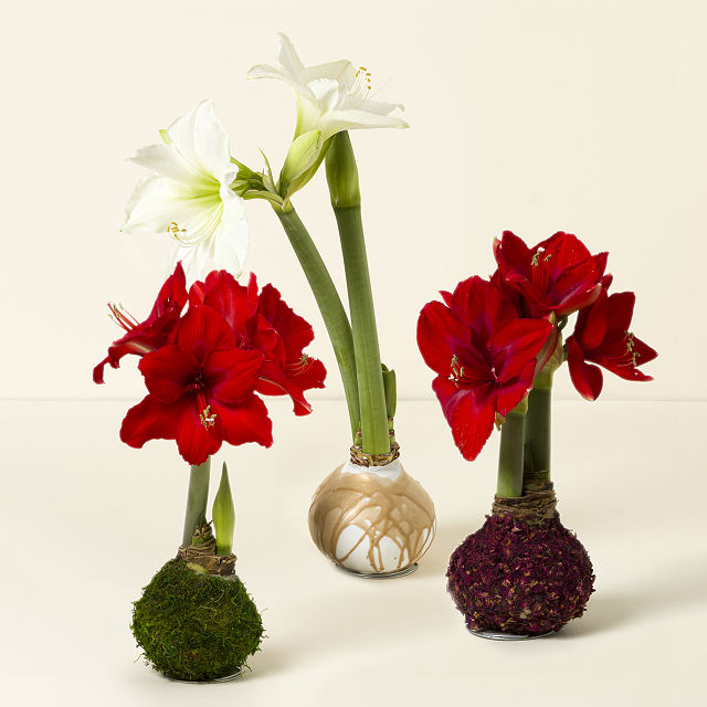 861-artisan-waxed-amaryllis-bulb-1.jpg