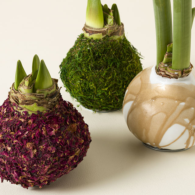 861-artisan-waxed-amaryllis-bulb-1.jpg