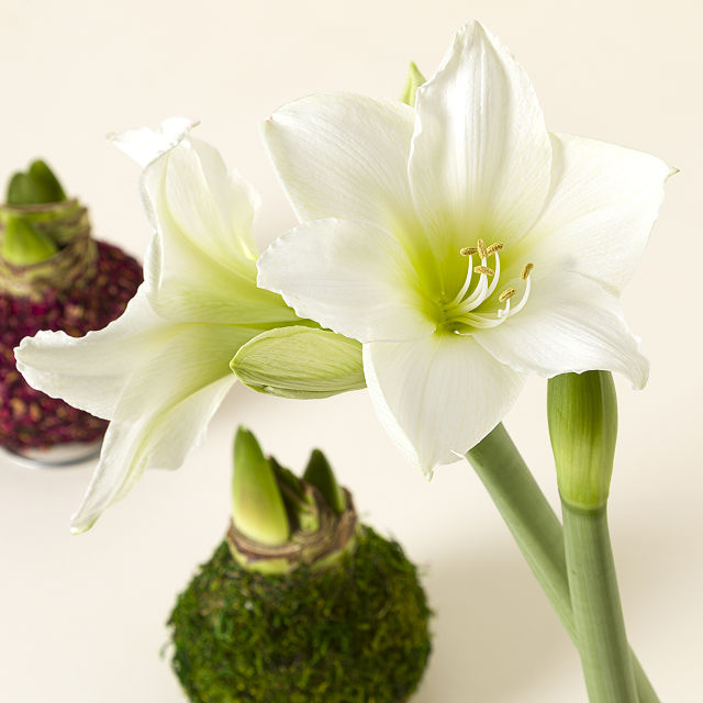 861-artisan-waxed-amaryllis-bulb-1.jpg