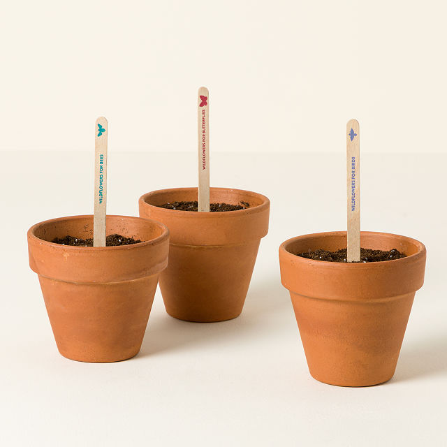 896-pollinator-seed-pops-set-of-3–1.jpg