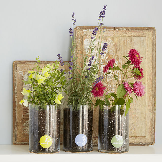 919-birth-month-flower-grow-kit-1.jpg