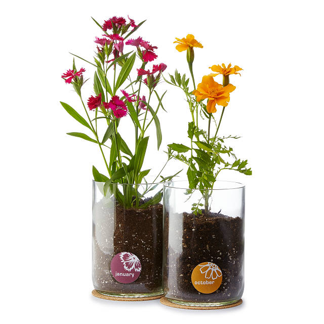 919-birth-month-flower-grow-kit-1.jpg